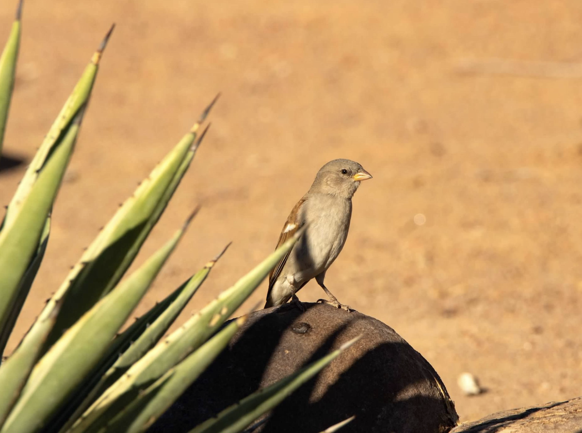 Southern Gray-headed Sparrow - ML620504144