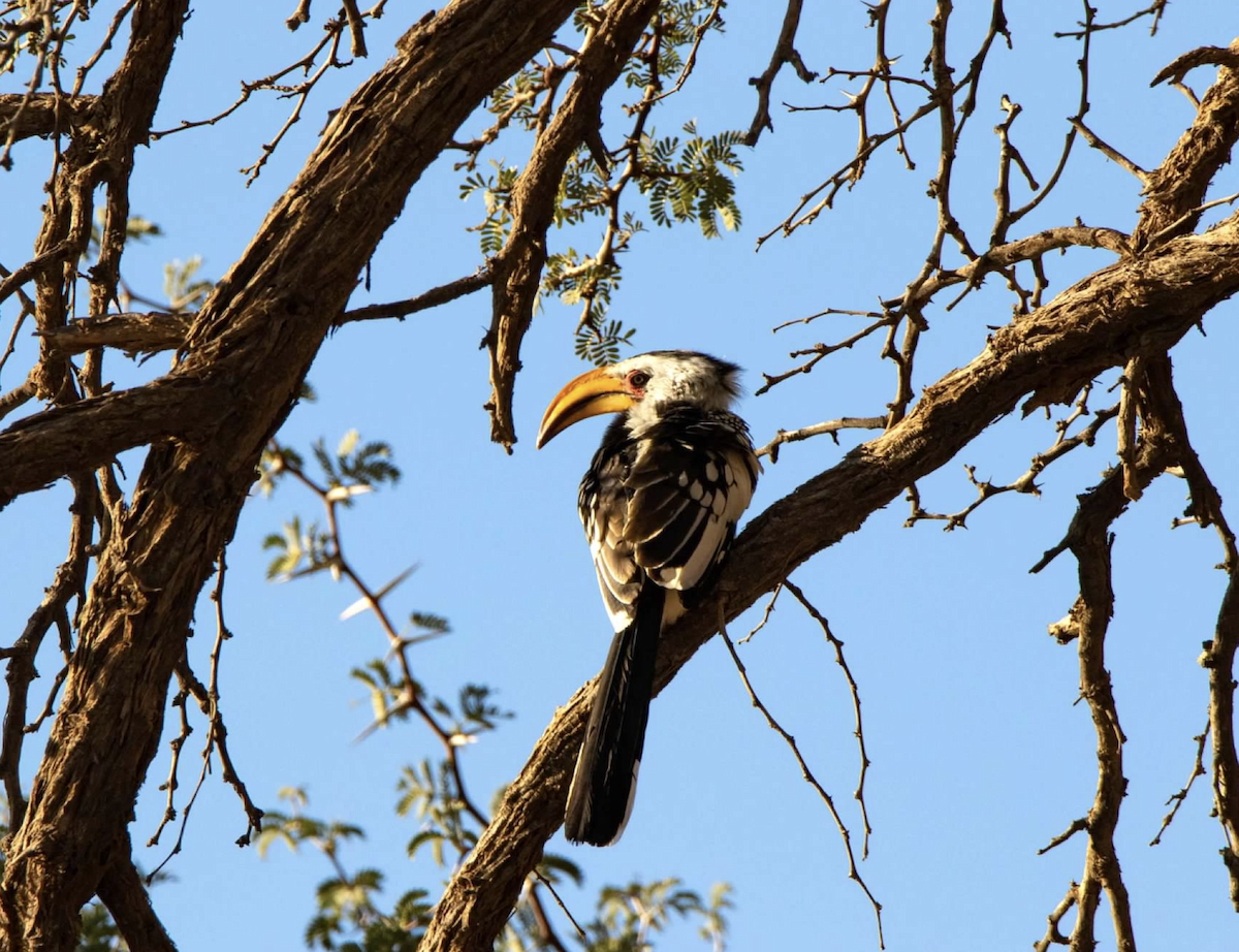 Southern Yellow-billed Hornbill - ML620504145