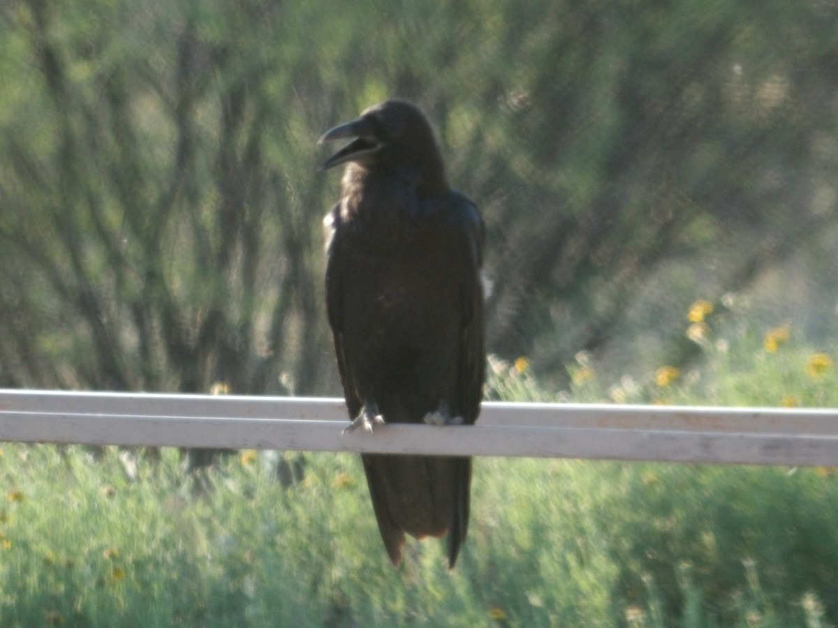 Common Raven - ML620504155