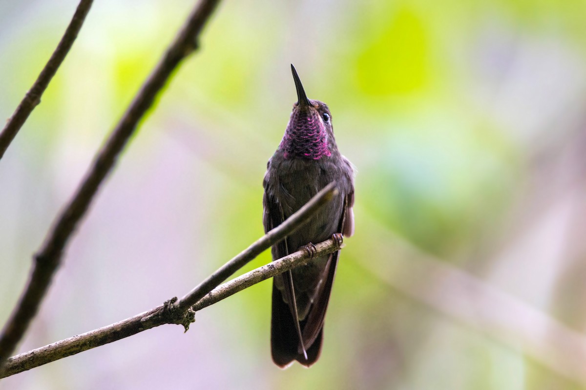 Amethyst-throated Mountain-gem - ML620504162