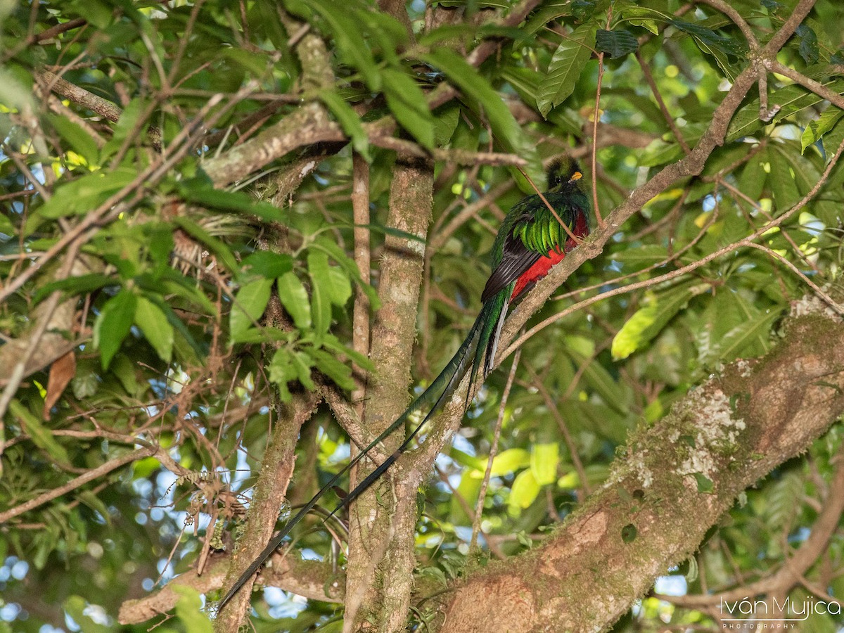 Quetzal Guatemalteco - ML620504167