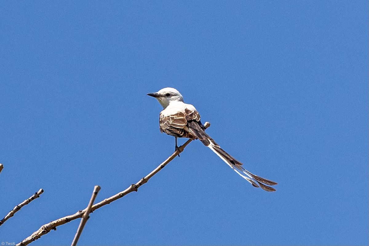 Scissor-tailed Flycatcher - ML620504173