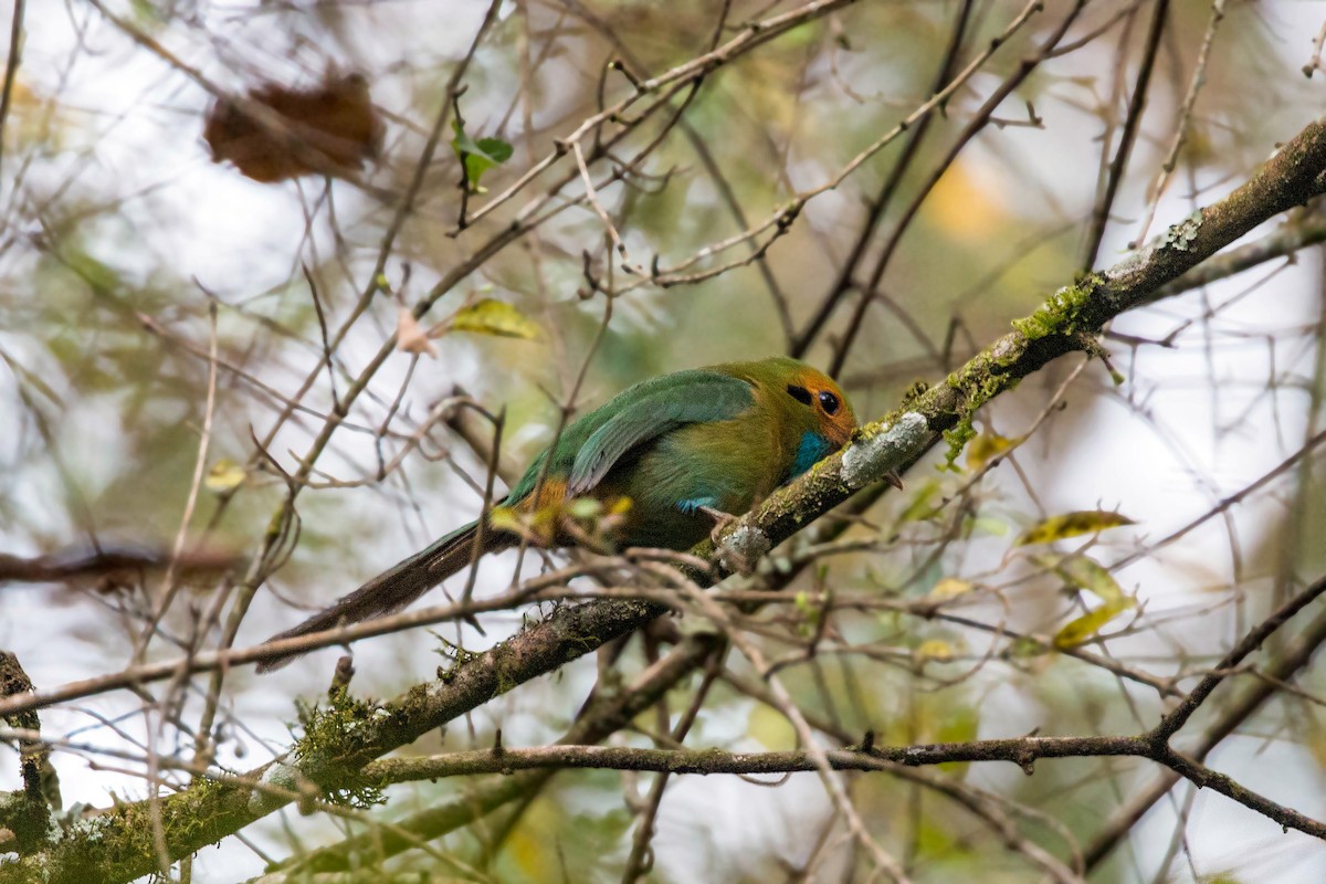 Blue-throated Motmot - ML620504174