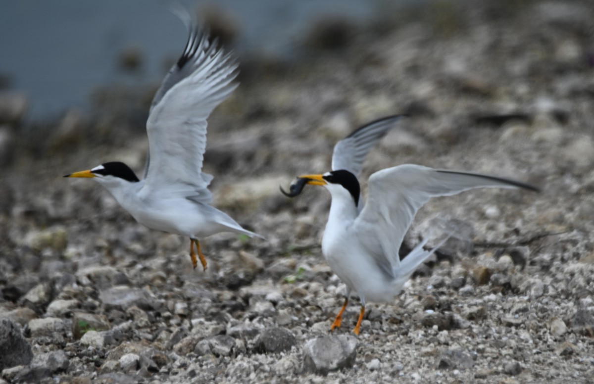 Least Tern - ML620504175