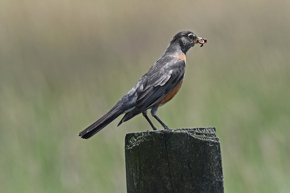 American Robin - kevin bronson