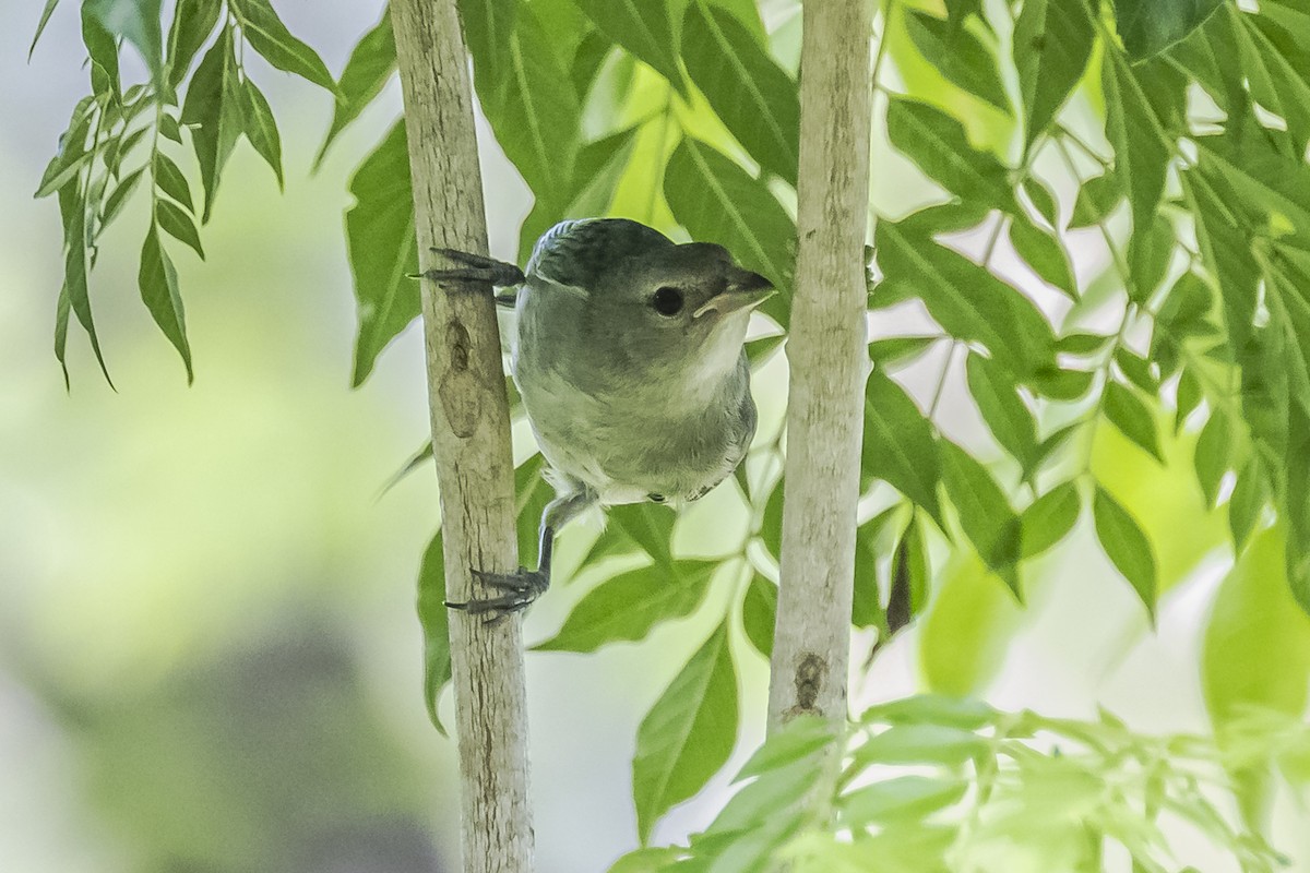 Sayaca Tanager - ML620504180