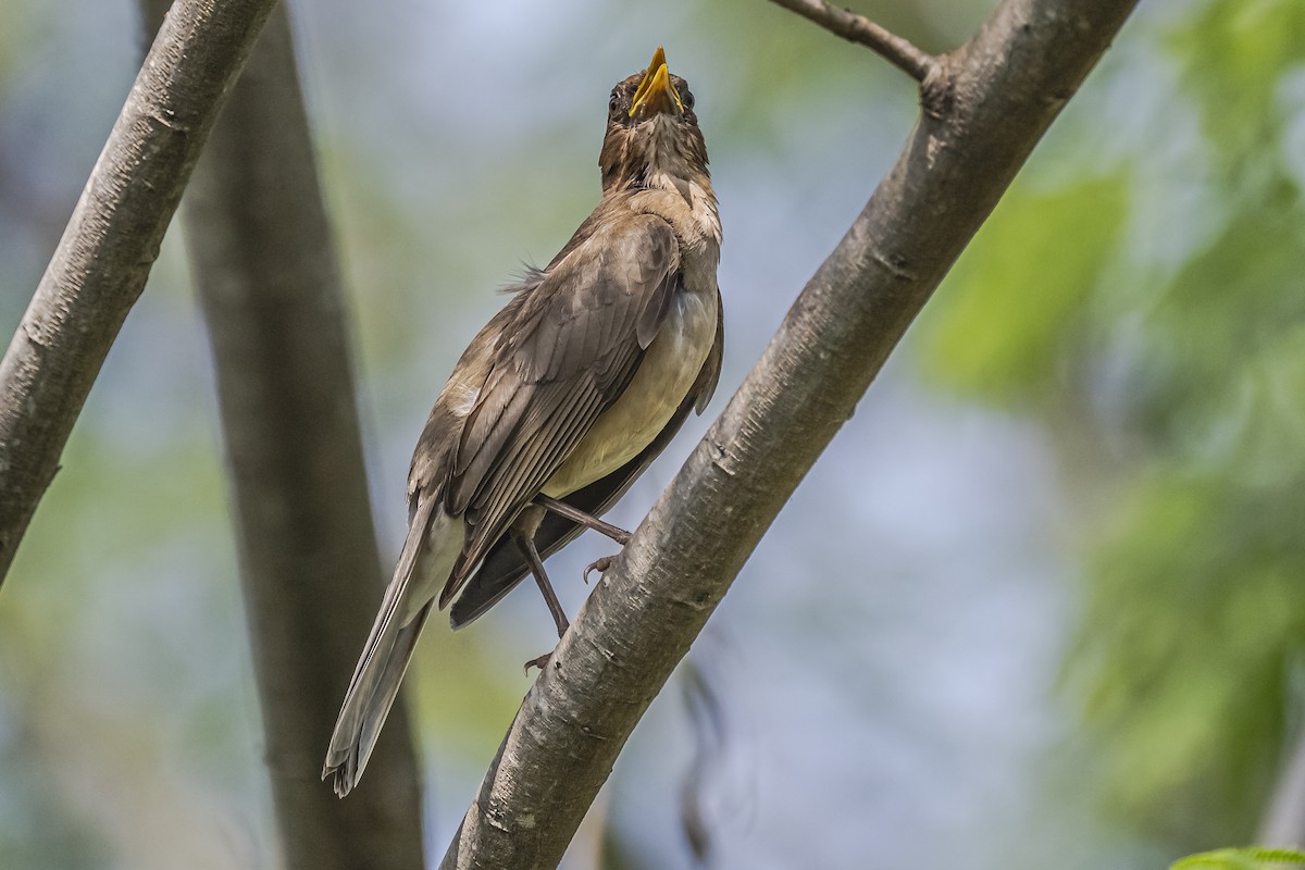 Pale-breasted Thrush - ML620504184