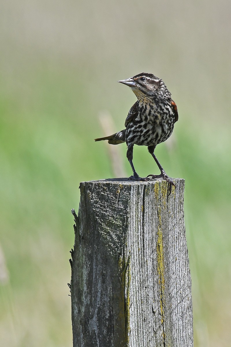 Red-winged Blackbird - ML620504186