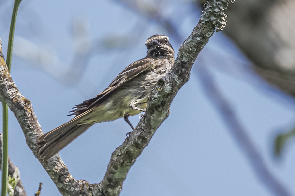 Variegated Flycatcher - ML620504188