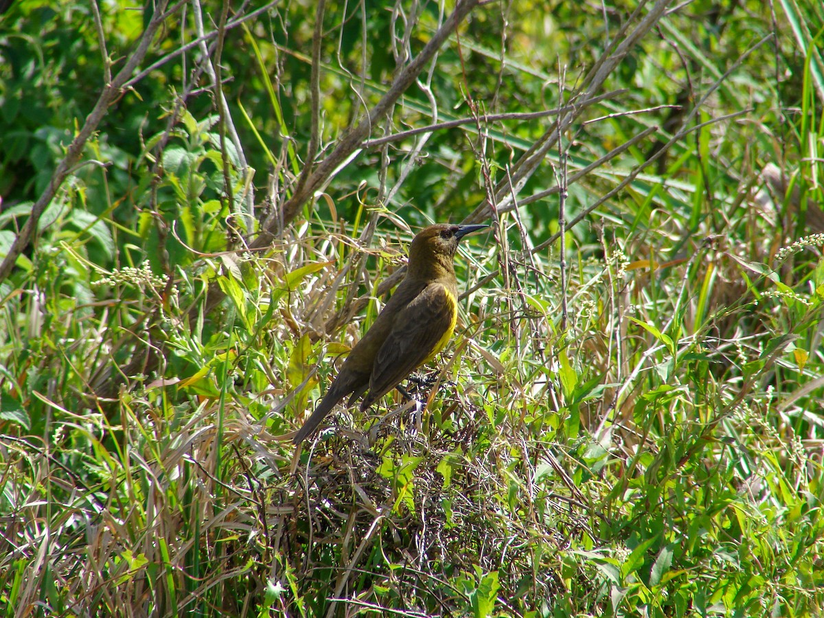 Brown-and-yellow Marshbird - ML620504193