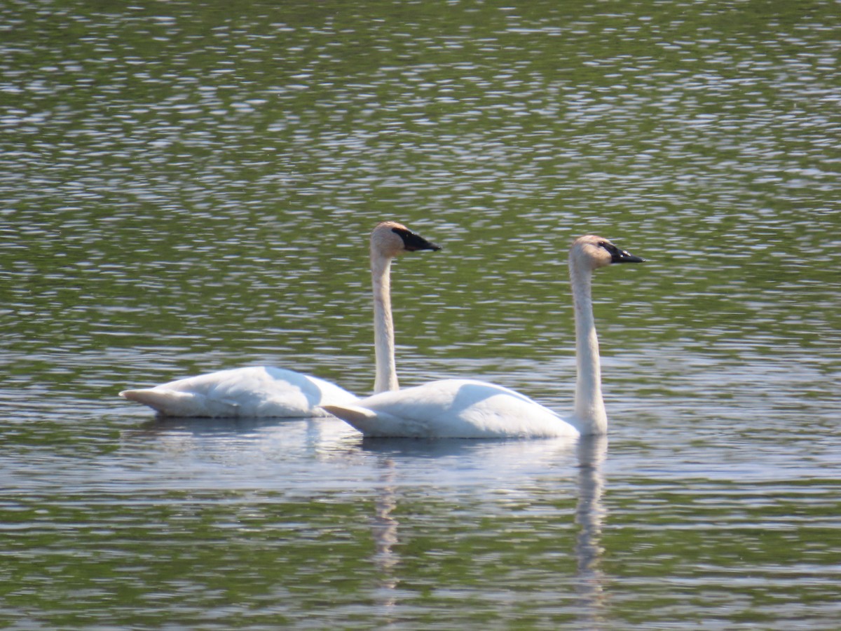 Trumpeter Swan - ML620504194