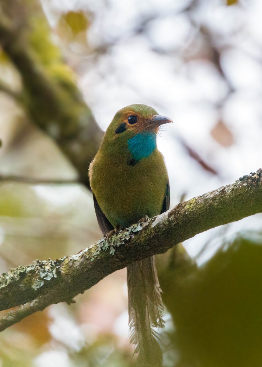 blåstrupemotmot - ML620504195