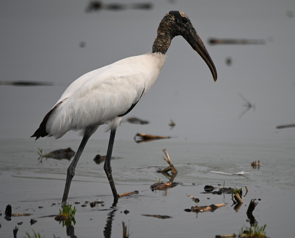 Wood Stork - ML620504200