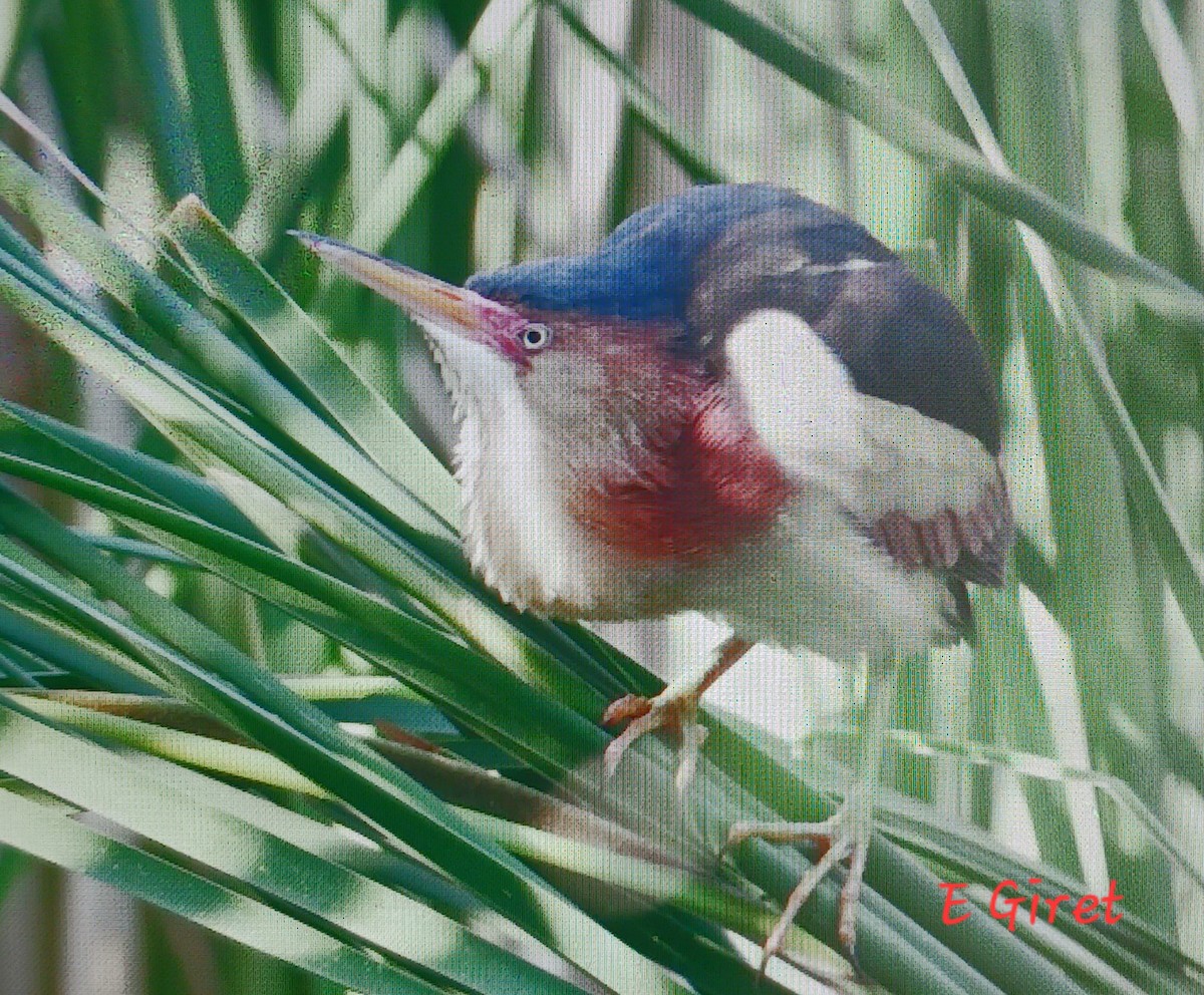 Least Bittern - ML620504206