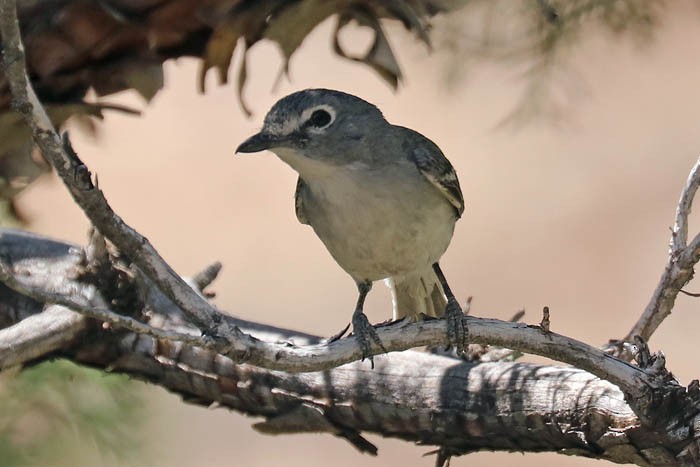 Vireo Plomizo - ML620504210