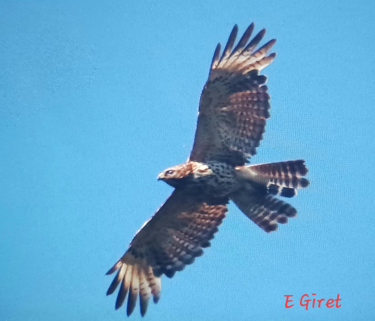 Red-shouldered Hawk - Éric giret