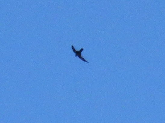 Black Swift - ML620504221