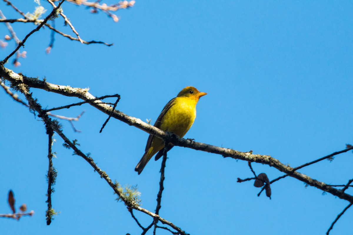 Western Tanager - ML620504224