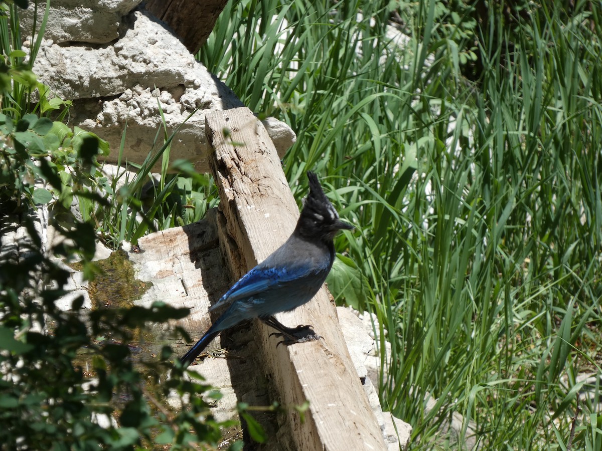 Steller's Jay - ML620504225