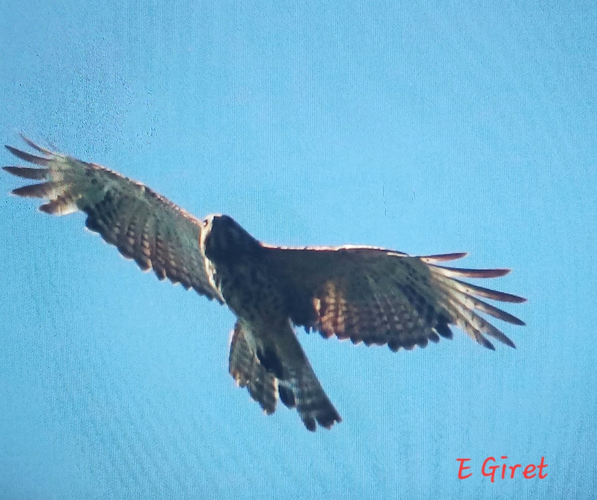 Red-shouldered Hawk - ML620504226