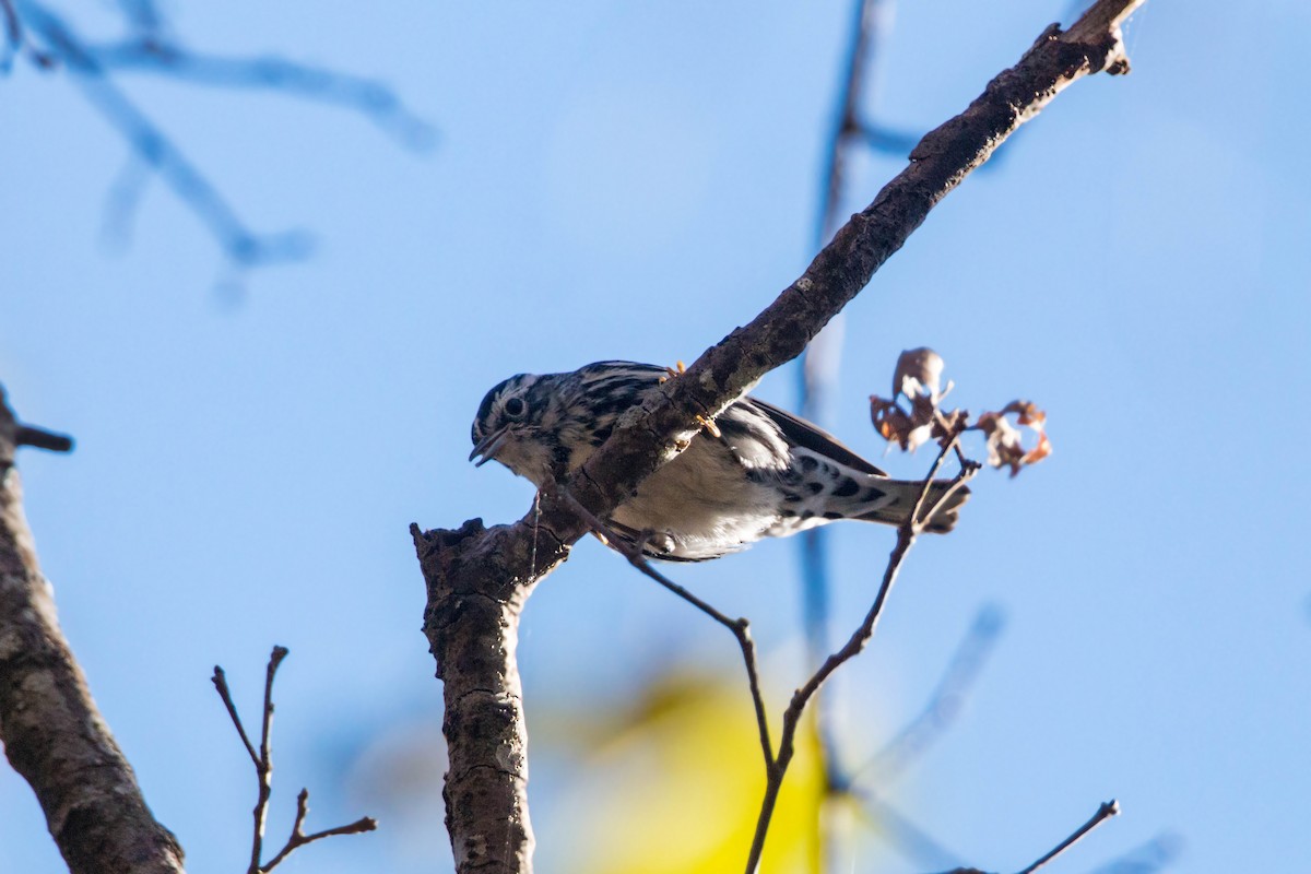 Black-and-white Warbler - ML620504228