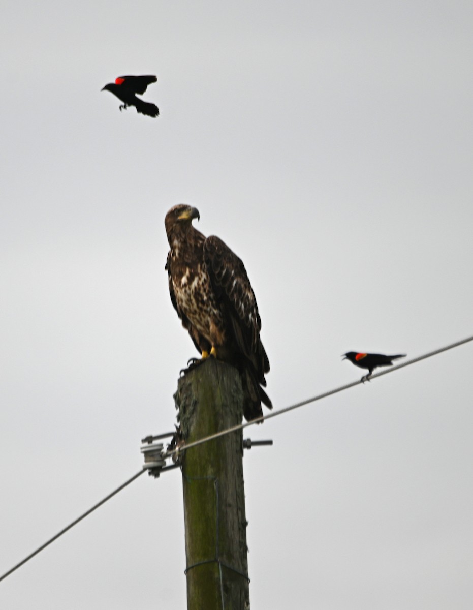 Bald Eagle - ML620504231