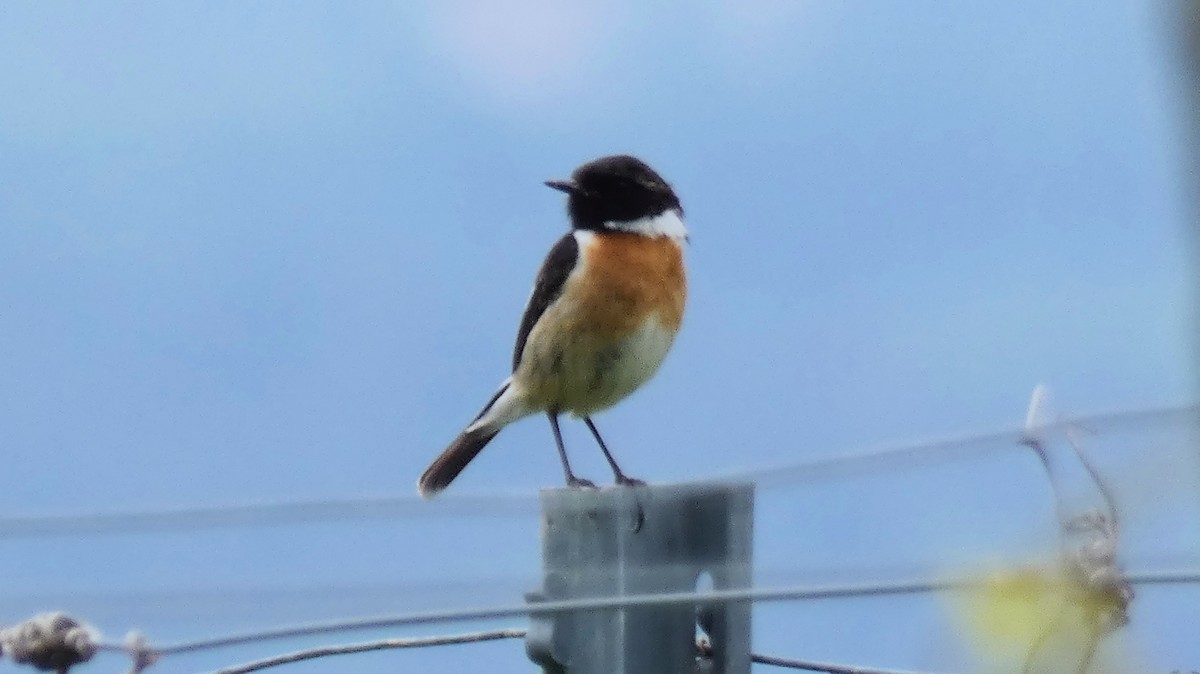 European Stonechat - ML620504232