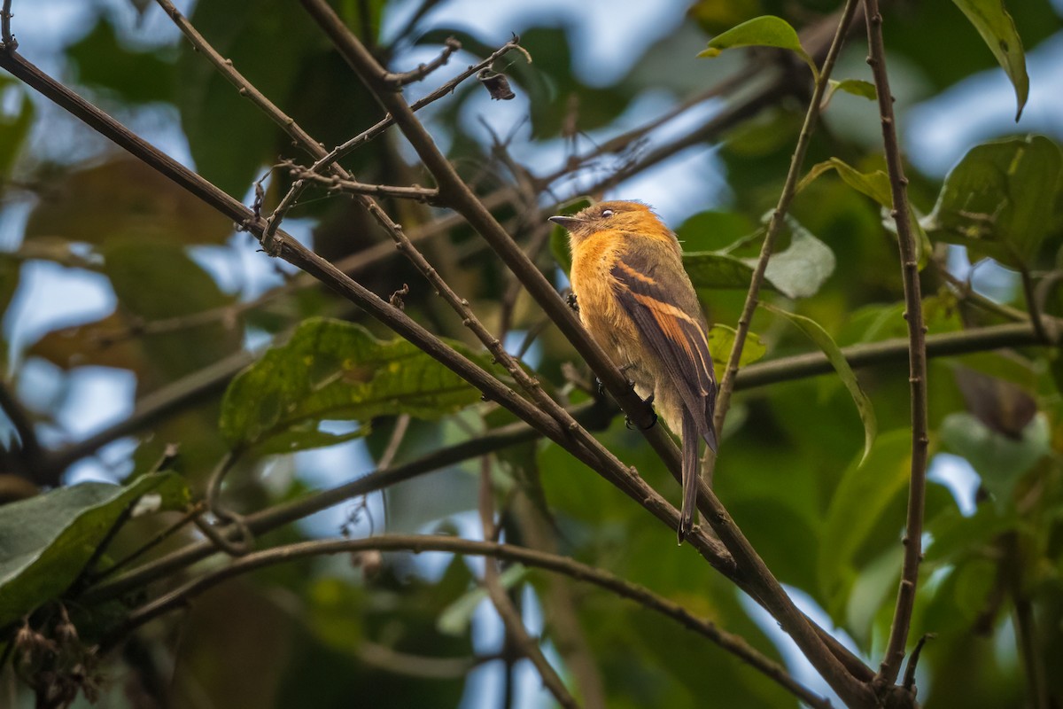 Brown-backed Chat-Tyrant - ML620504235