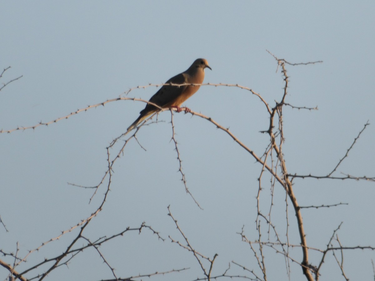 Mourning Dove - ML620504237