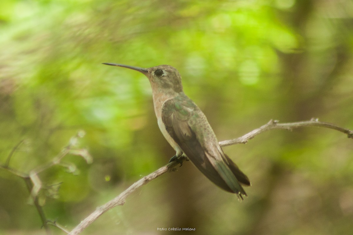 Buffy Hummingbird - ML620504245