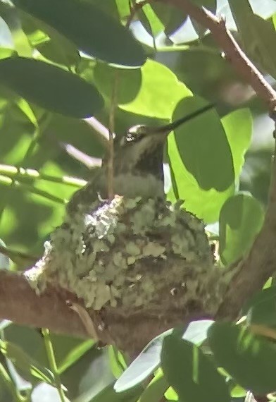 Colibrí de Anna - ML620504246