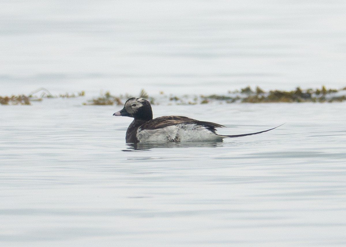 Long-tailed Duck - ML620504248