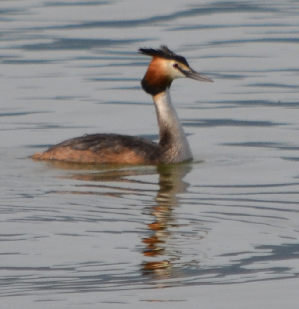 Great Crested Grebe - ML620504249