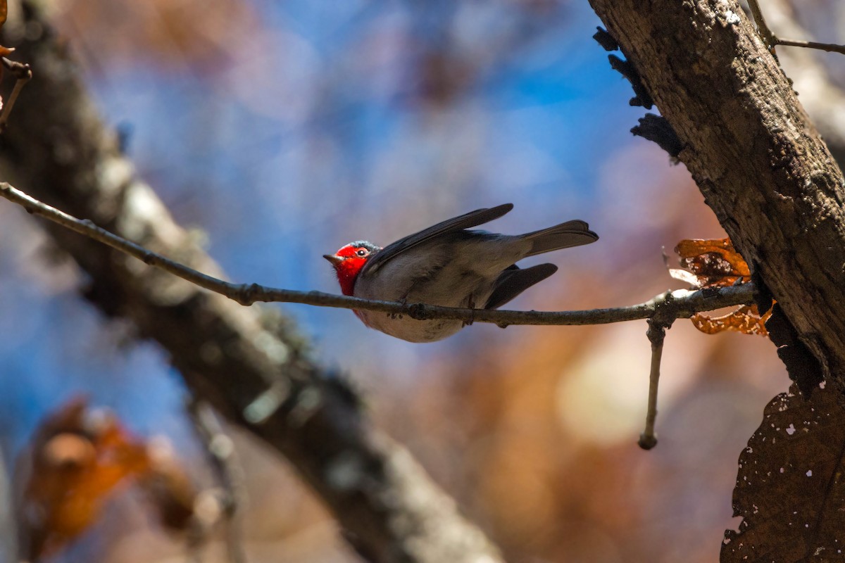 Red-faced Warbler - ML620504250