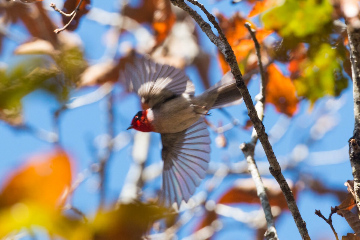 Red-faced Warbler - ML620504251