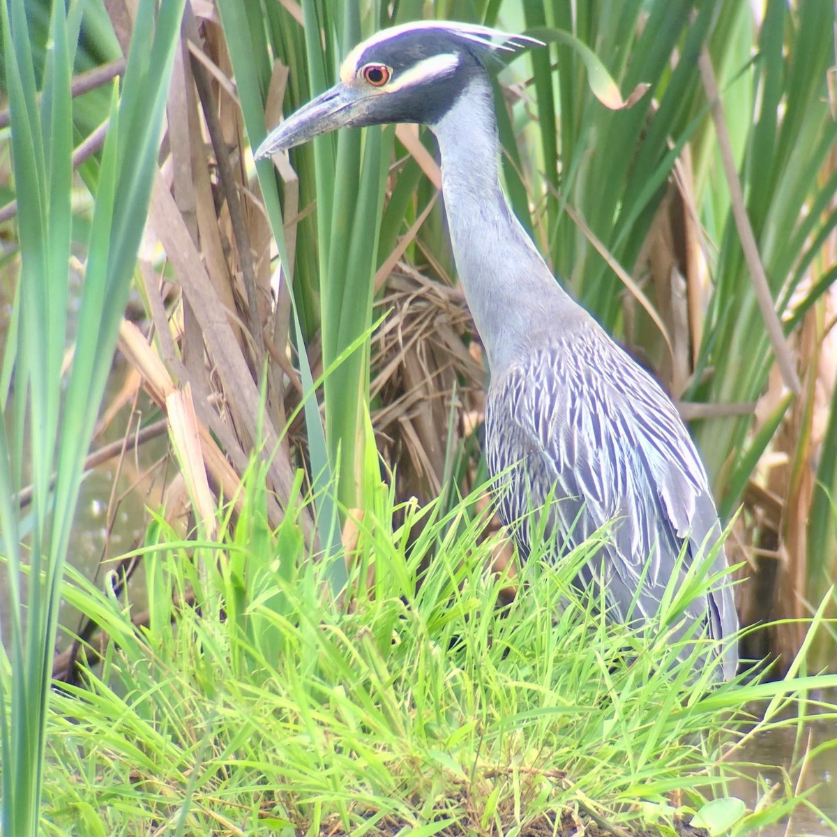 Yellow-crowned Night Heron - ML620504252