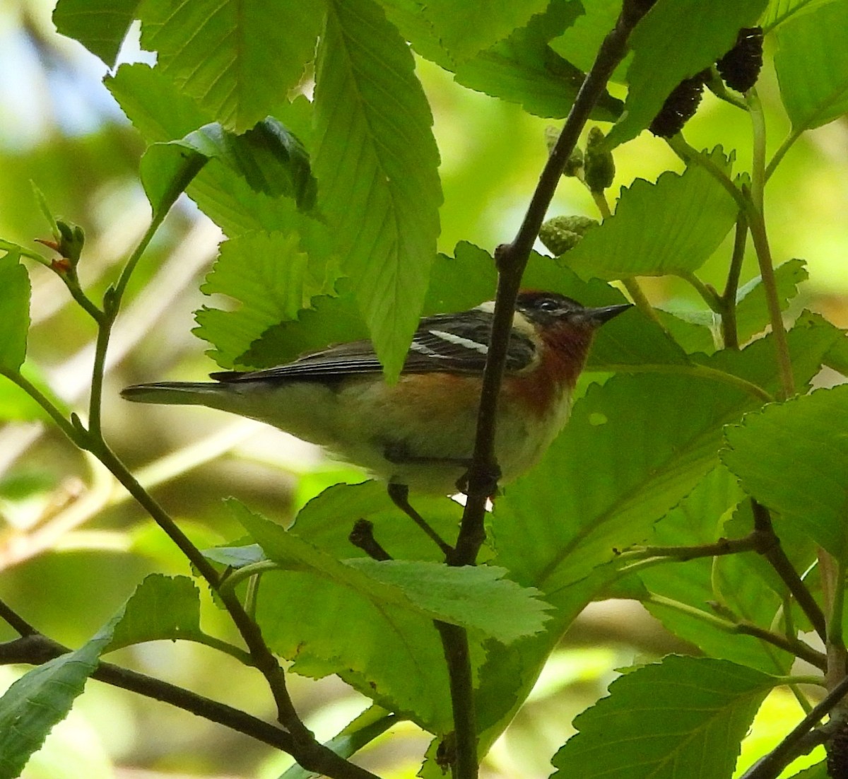 Bay-breasted Warbler - ML620504253