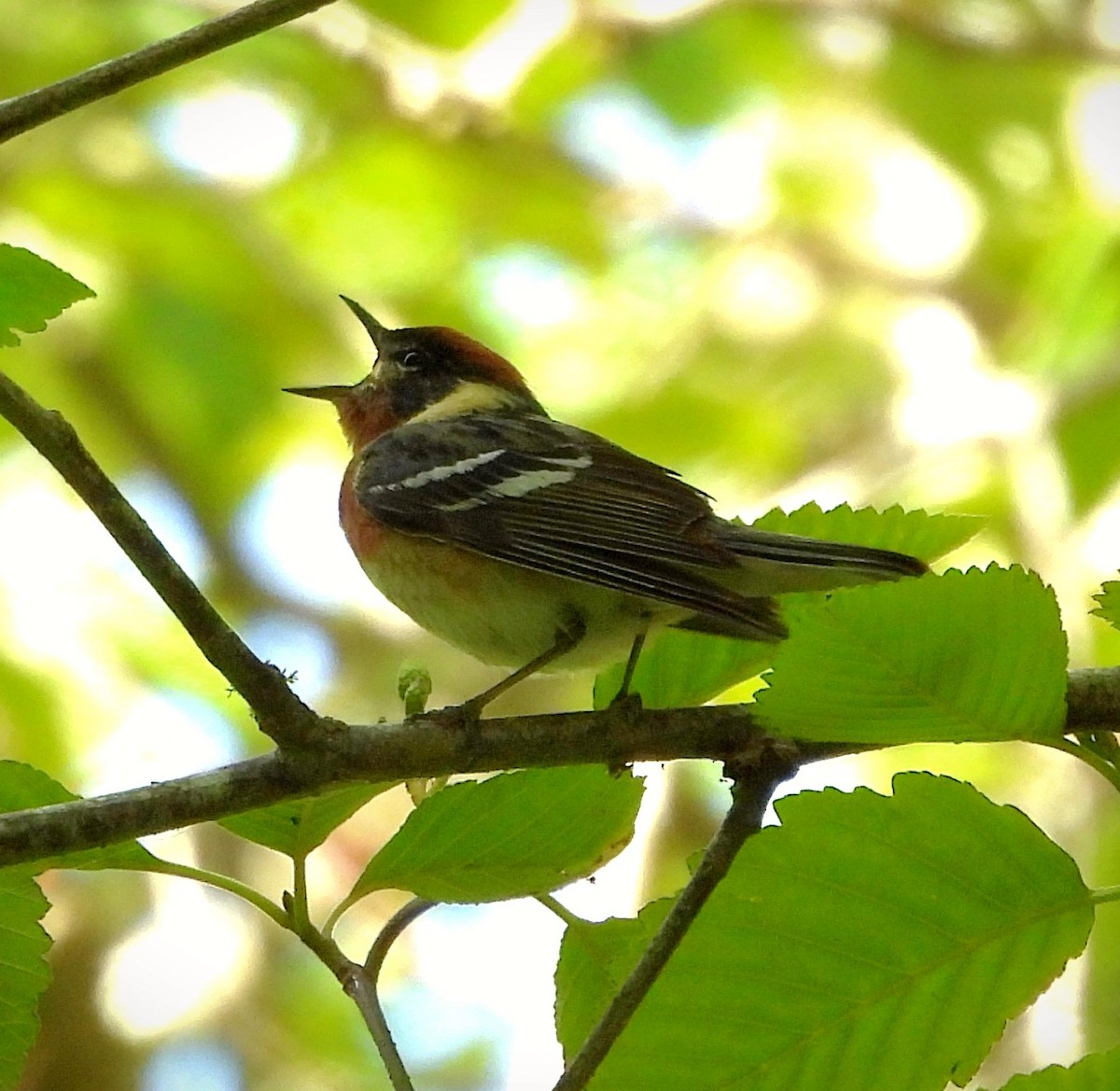 Bay-breasted Warbler - ML620504254