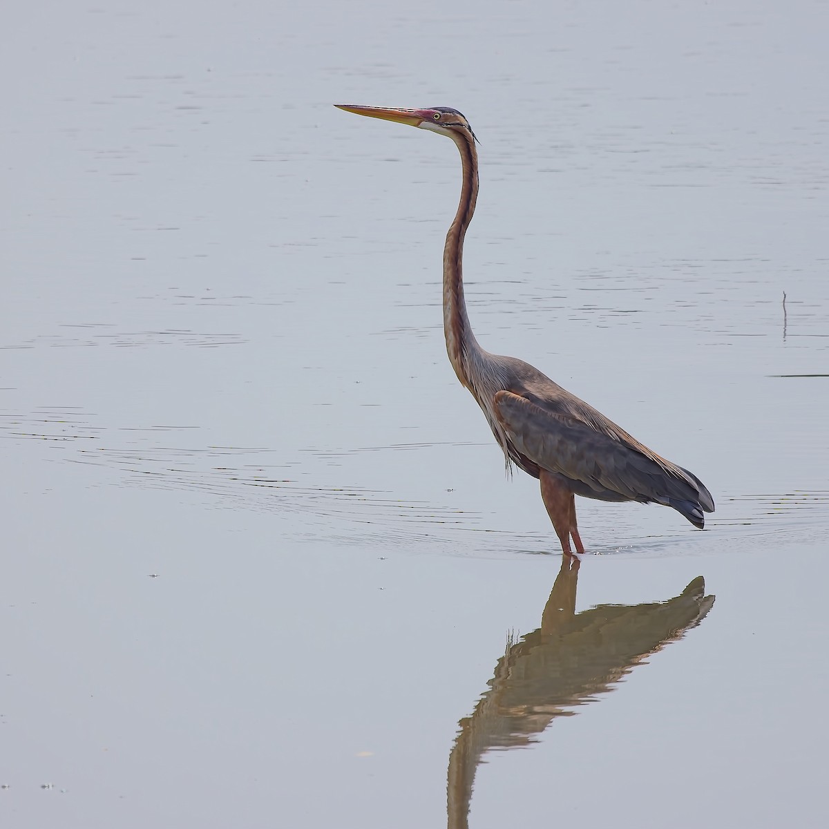 Purple Heron - ML620504258