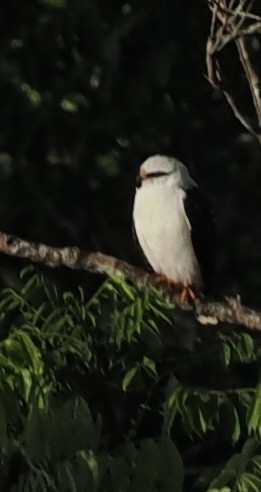 White-browed Hawk - ML620504261