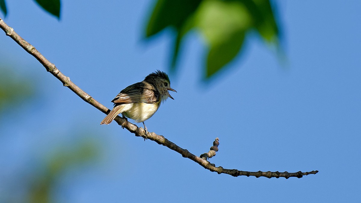 Warbling Vireo - ML620504269