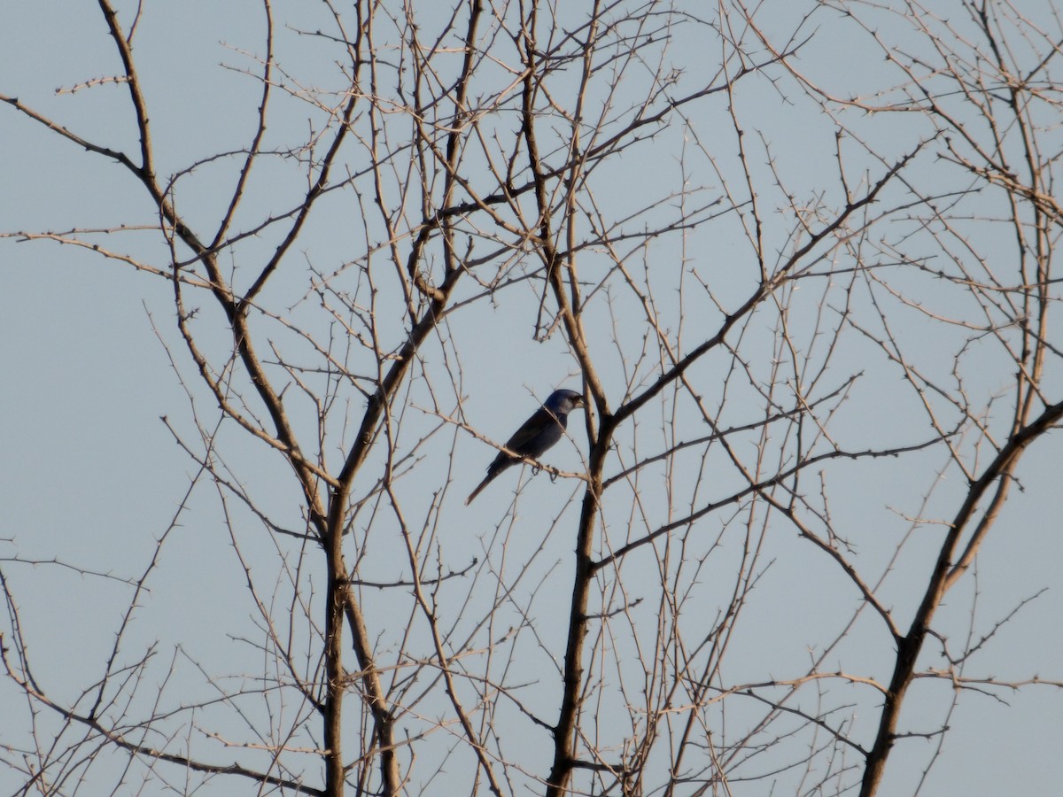 Blue Grosbeak - ML620504274