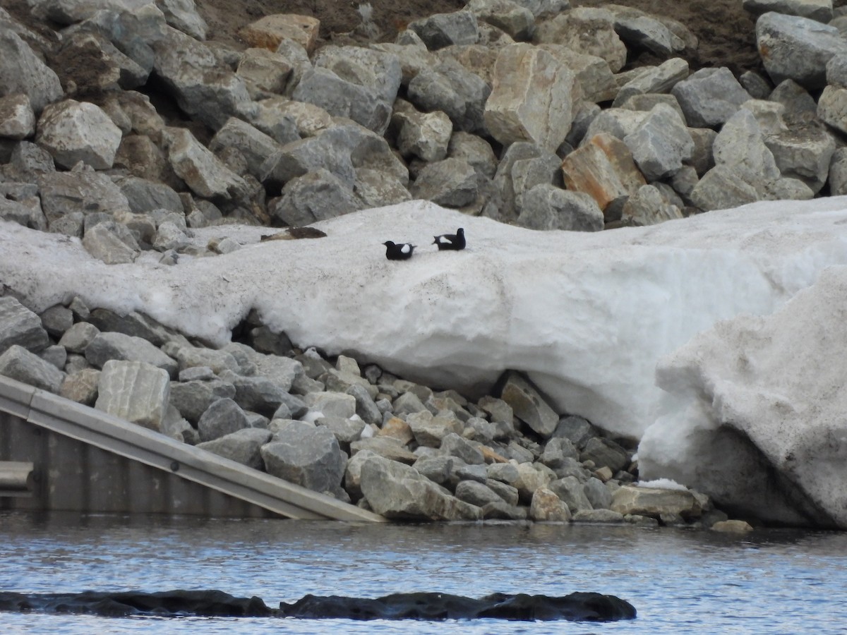 Black Guillemot - ML620504280