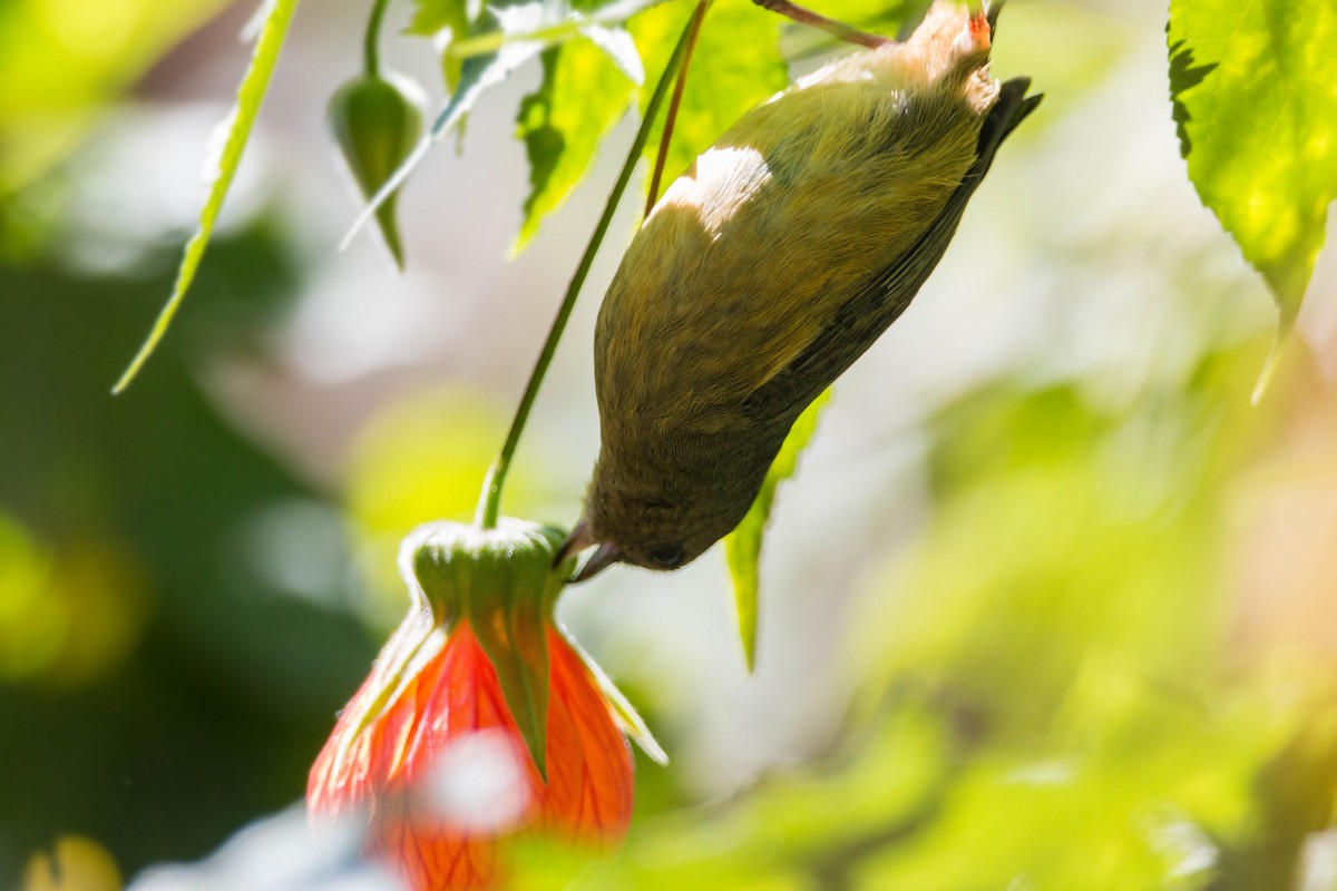 Cinnamon-bellied Flowerpiercer - ML620504283