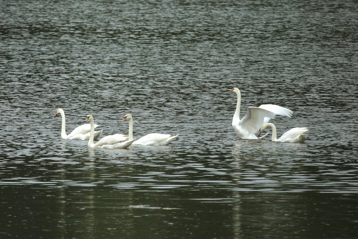 Mute Swan - ML620504285