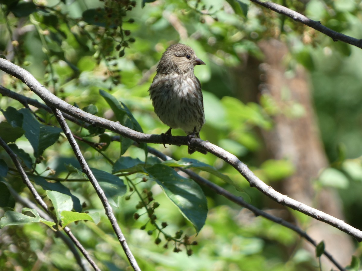 Pine Siskin - ML620504286