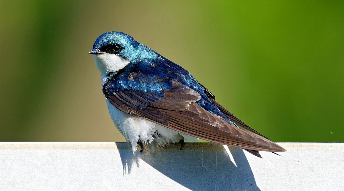 Tree Swallow - ML620504288