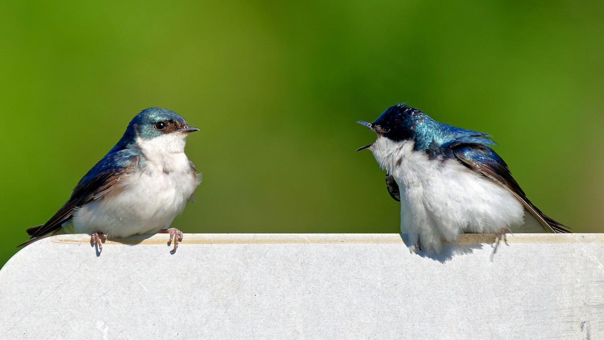 Tree Swallow - ML620504290