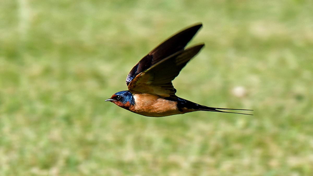 Barn Swallow - ML620504291