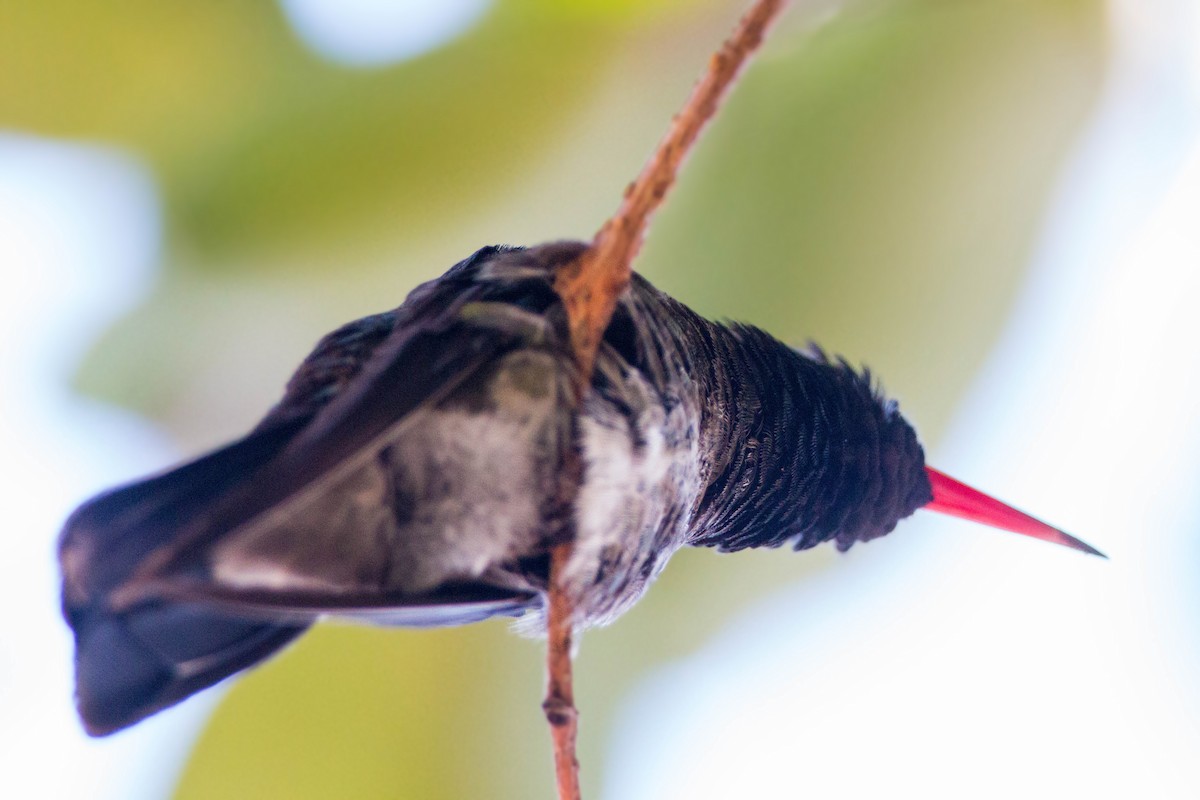 White-eared Hummingbird - ML620504292